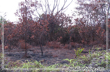 Burnt Bush