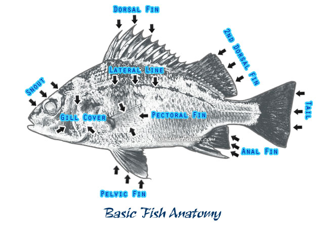 Fish Anatomy
