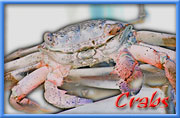 Crabs and Hermit Crabs