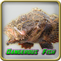 Dangerous Fish