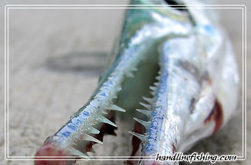 Needlefish's teeth