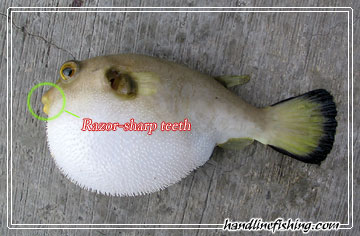 Pufferfish
