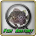 Basic Fish Anatomy
