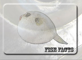 Useful and Interesting facts about fishes