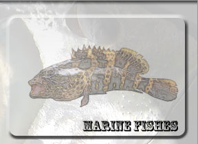 Fishes found in coastal and offshore waters of Singapore