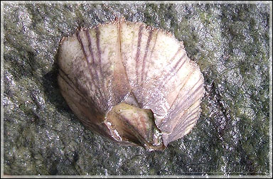 Acorn Barnacle