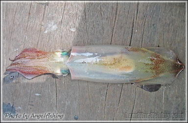 Arrow Squid