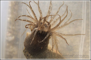Banded Bead Anemone