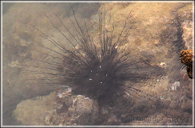 Black Sea Urchin