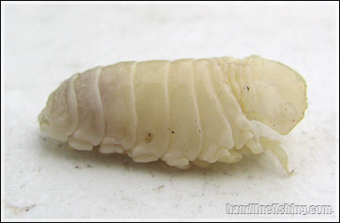Cymothoid Isopod