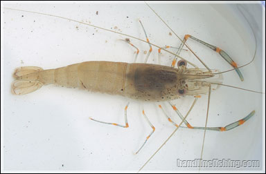 Estuarine Prawn