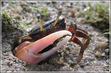 Fiddler Crab