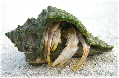 Hermit Crab