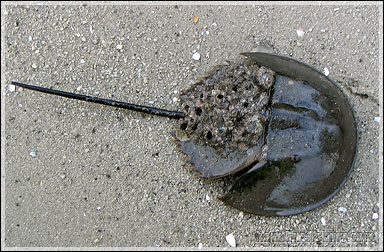 Horseshoe Crab