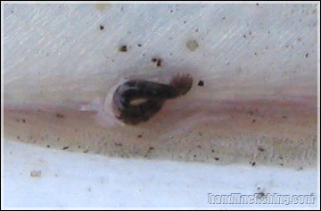 Leech