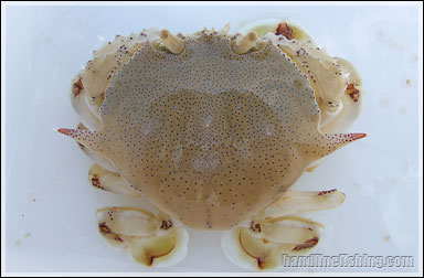 Moon Crab