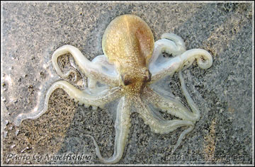 Common Octopus