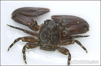 Porcelain Crab