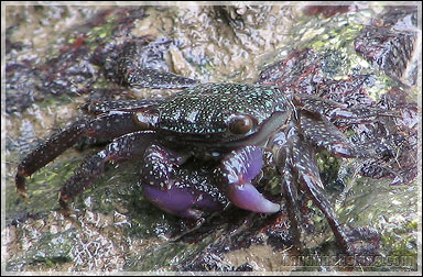 Purple Climber Crab