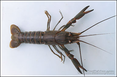 Red Claw Crayfish