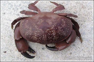 Red Egg Crab