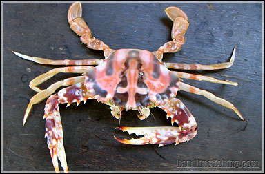 Sea Crab