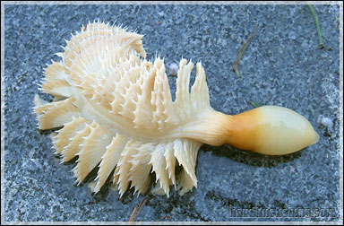 Sea Pen