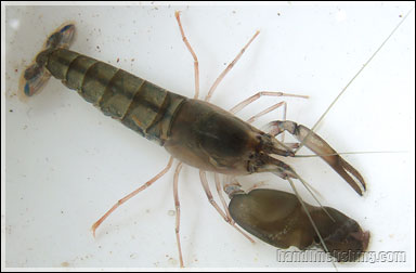 Mangrove Snapping Prawn