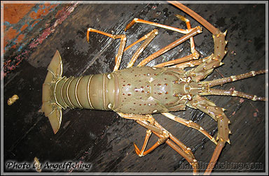 Spiny Lobster