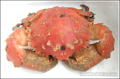 Sponge Crab