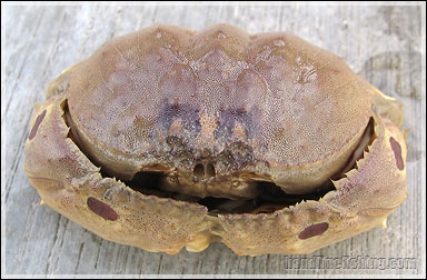 Spotted Box Crab