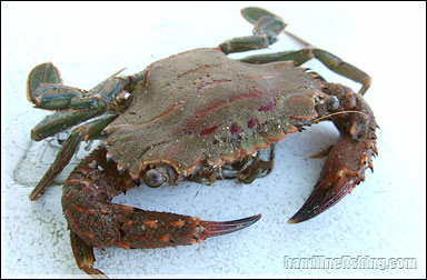 Swimming Crab