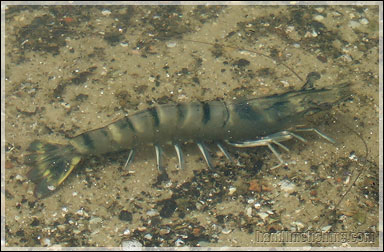 Tiger Prawn