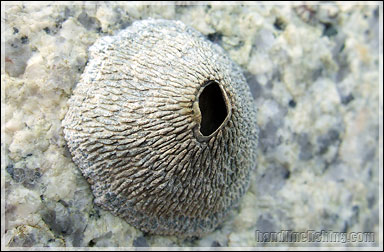 Volcano Barnacle