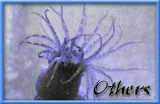 Other Crustaceans