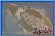 Squids, Cuttlefishes, Octopus