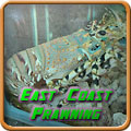 East Coast Prawning