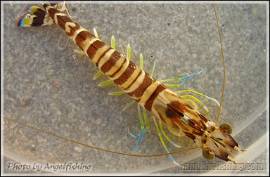 Marine Prawn