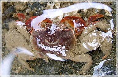 Red Silt Crab